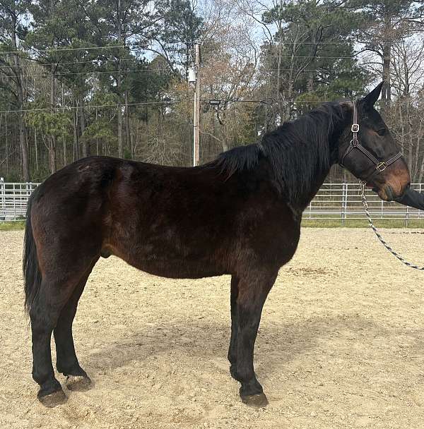 black-gelding-for-sale