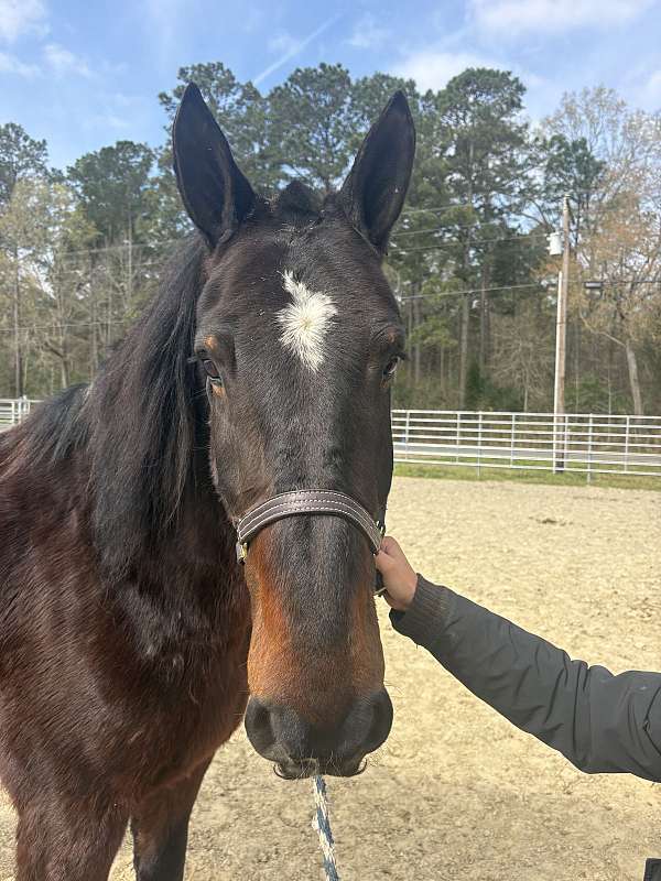 16-hand-draft-gelding