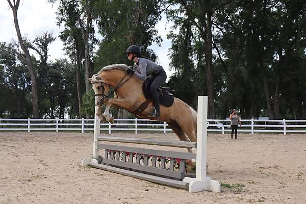 welsh-pony