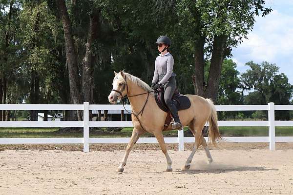 palomino-welsh-pony