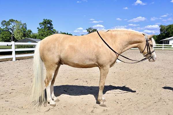 pony-welsh