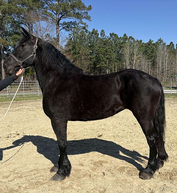 black-percheron-mare