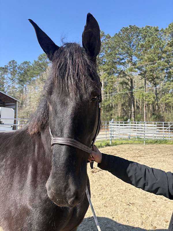 17-hand-percheron-mare