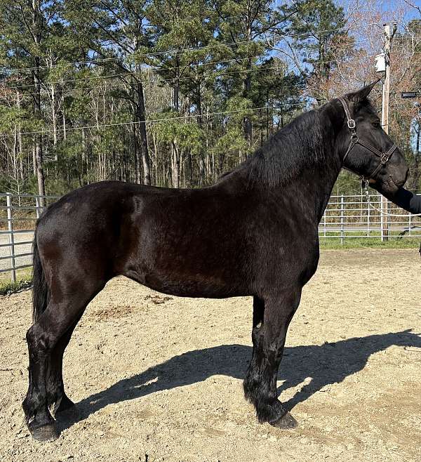 black-mare-for-sale