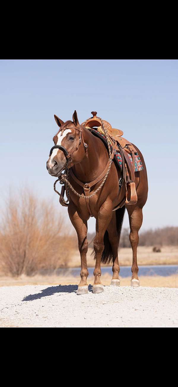 ridden-w-filly