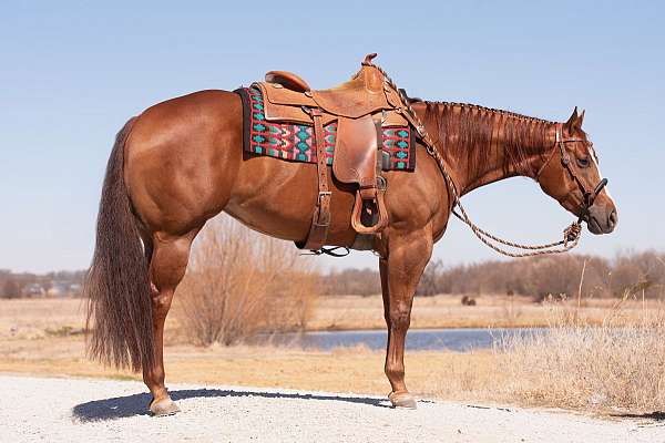 class-winner-quarter-horse