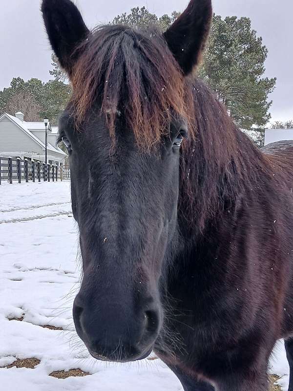 percheron-mare