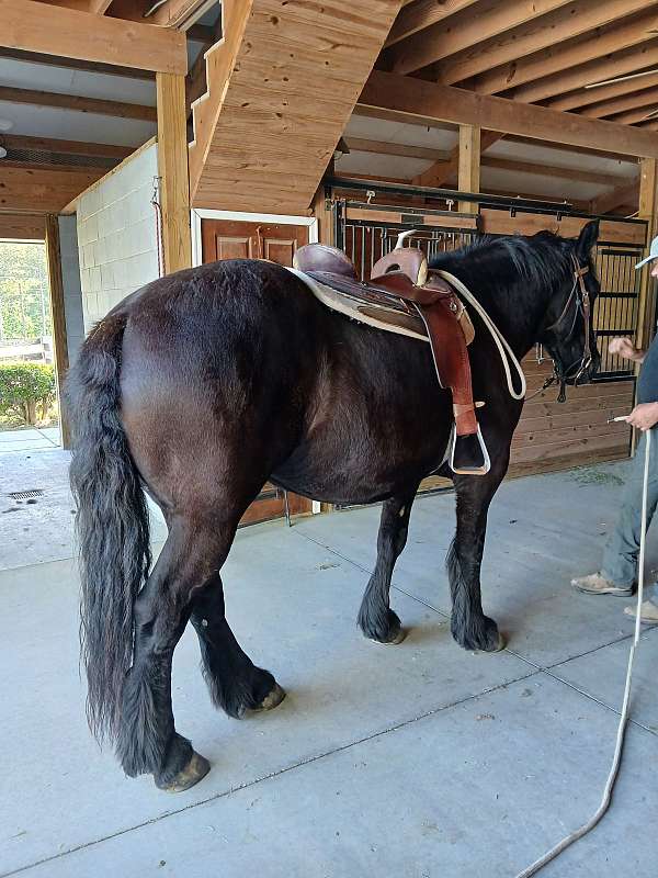 all-shots-percheron-horse