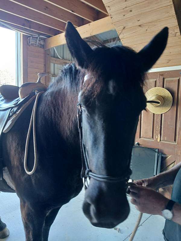 green-broke-percheron-horse