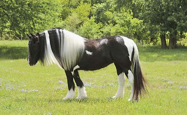 all-ages-gypsy-vanner-horse