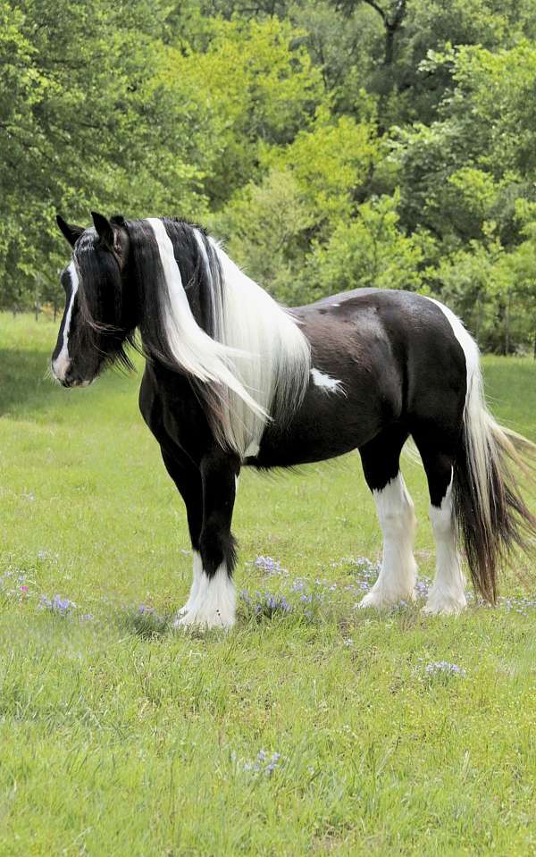 bite-gypsy-vanner-horse