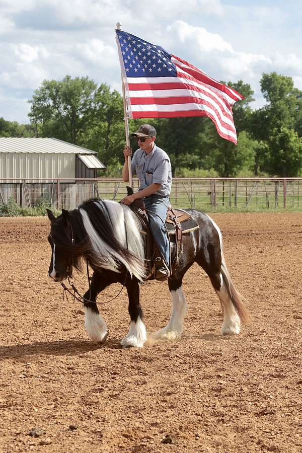 county-gypsy-vanner-horse