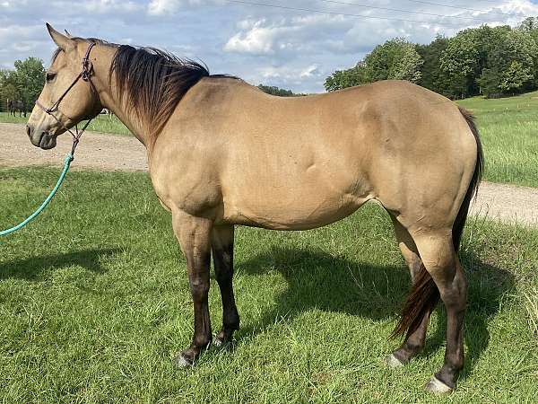 barrel-racing-quarter-horse