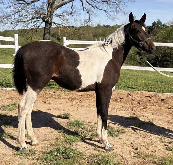 steer-wrest-paint-horse