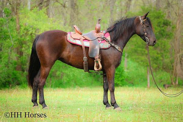 attractive-morgan-horse
