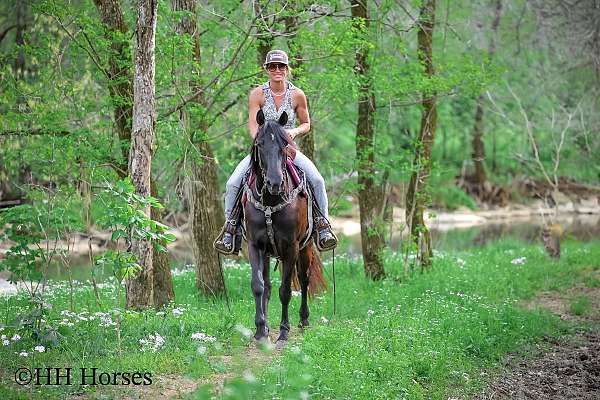 backs-up-morgan-horse