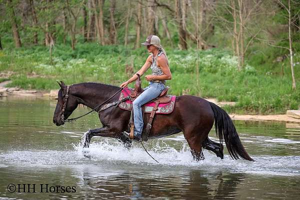 been-shown-morgan-horse