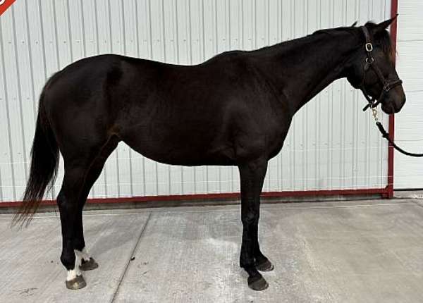 thoroughbred-horse-for-sale