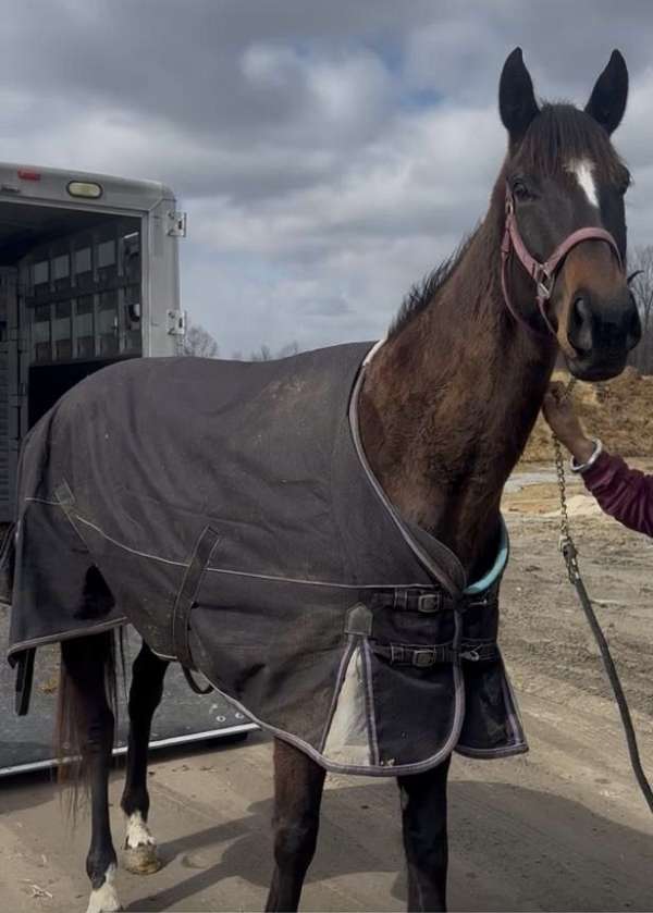 thoroughbred-horse