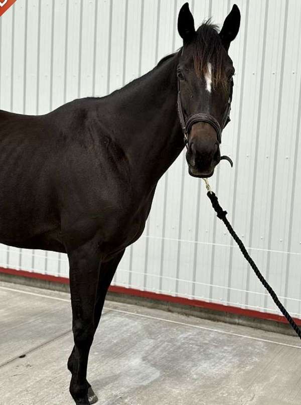 thoroughbred-mare