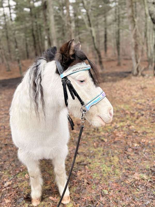 grey-brown-medicine-hat-facial-markings-one-blue-eye-pony