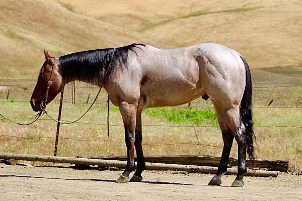 all-around-quarter-horse