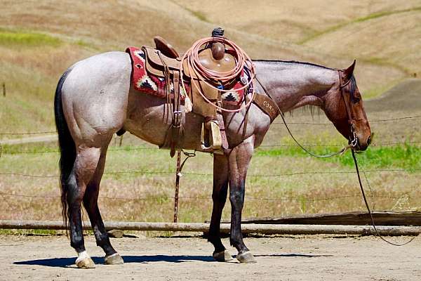 athletic-quarter-horse
