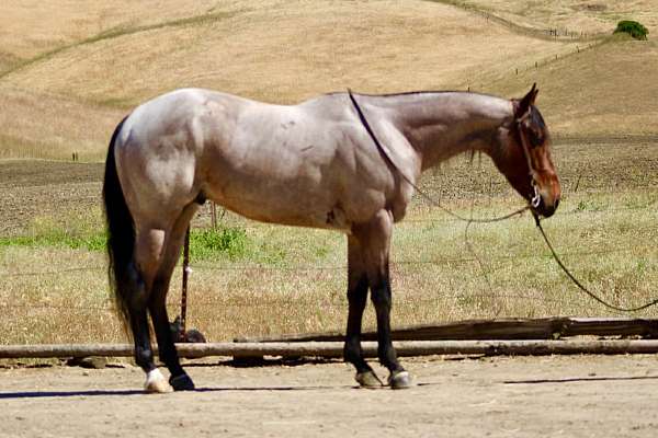 flashy-quarter-horse