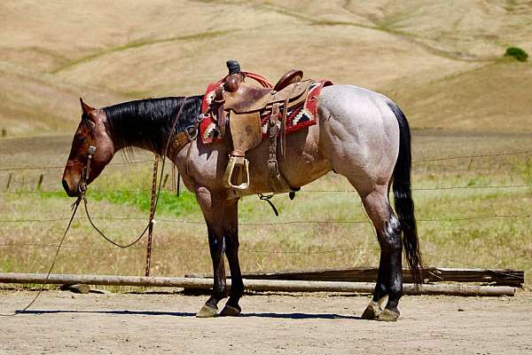 performance-quarter-horse