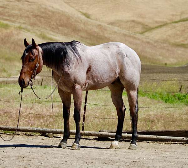 ranch-quarter-horse