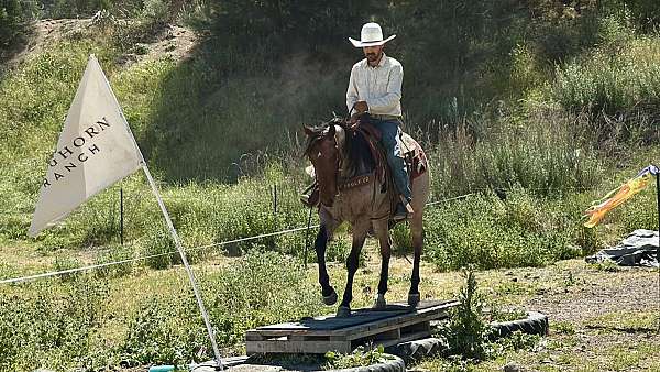 ranch-versatility-quarter-horse