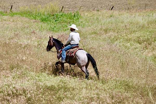 ridden-western-quarter-horse