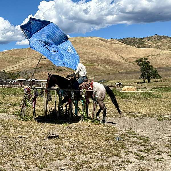 ranch-work-quarter-horse