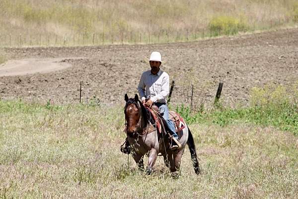 roping-quarter-horse