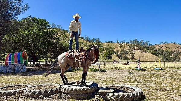 trail-quarter-horse