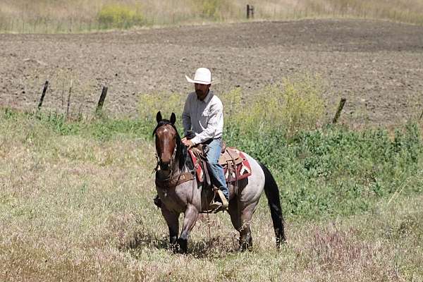 trail-riding-quarter-horse