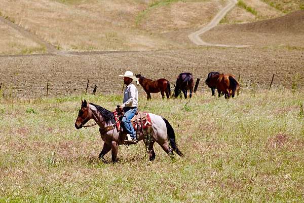western-riding-quarter-horse