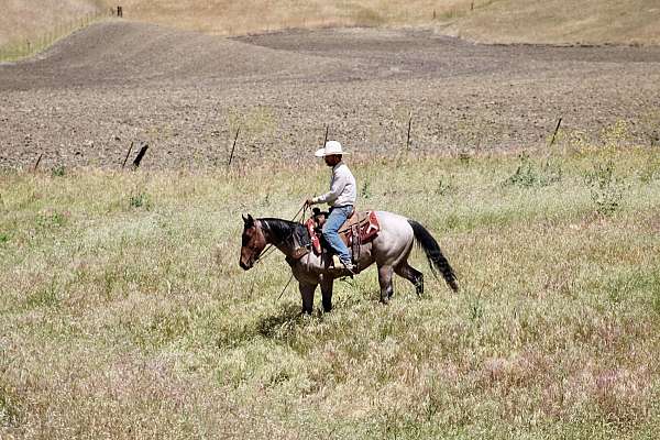 working-quarter-horse