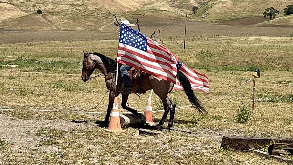 bay-roan-all-around-horse
