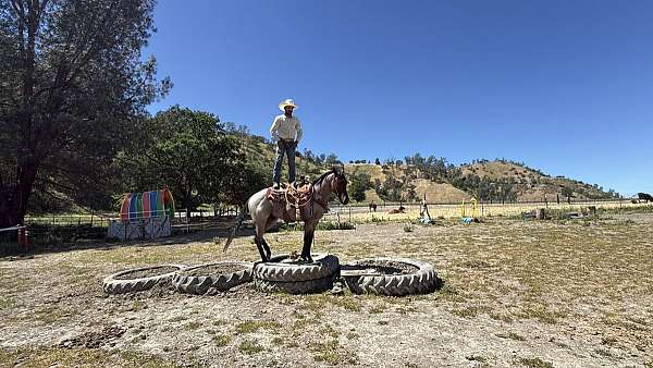 bay-roan-quarter-horse-gelding