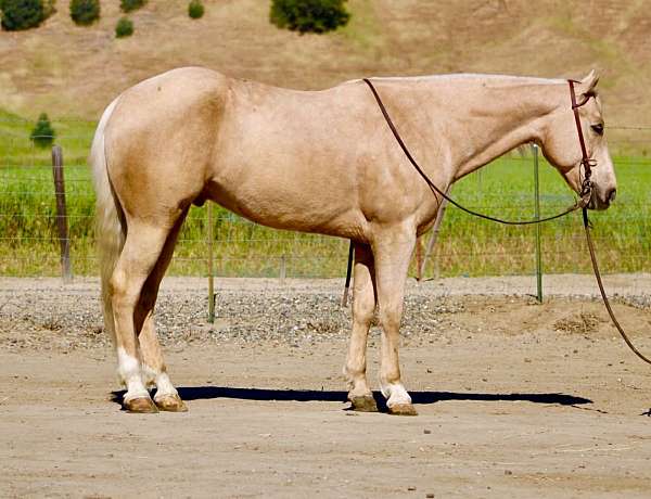 all-around-quarter-horse