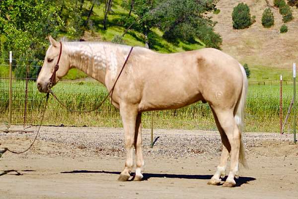 athletic-quarter-horse