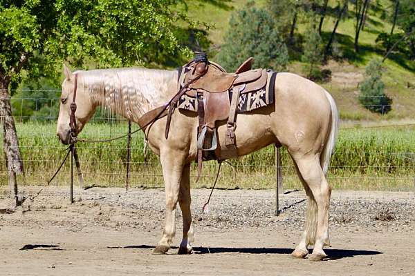 endurance-quarter-horse