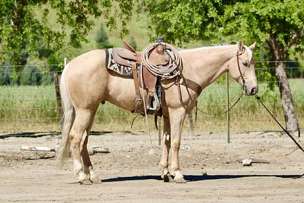 flashy-quarter-horse