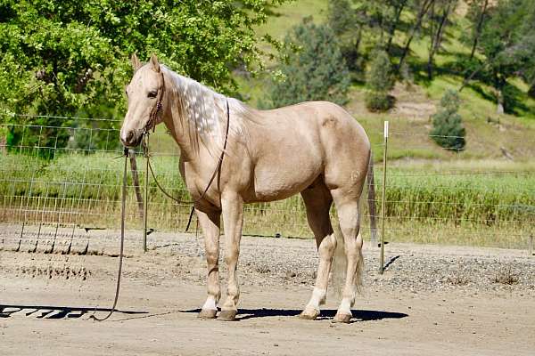 performance-quarter-horse