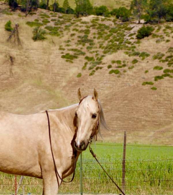 ranch-quarter-horse