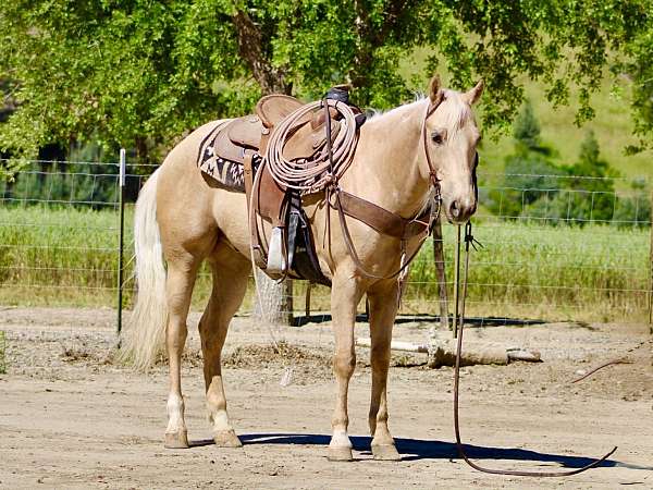 ranch-versatility-quarter-horse