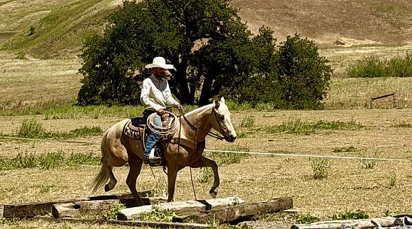 ranch-work-quarter-horse