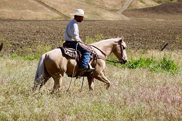 ridden-western-quarter-horse