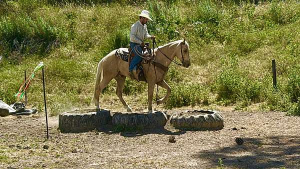 trail-quarter-horse
